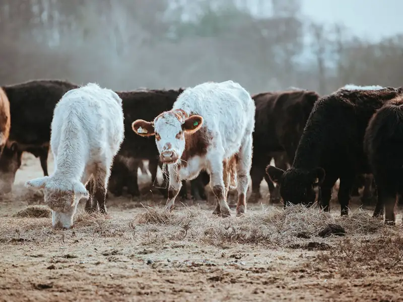 Pasture Rangeland Forage Insurance